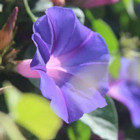 Апартаменты Anna - Maria